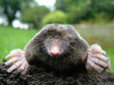20071211131655-800px-close-up-of-mole.jpg